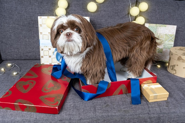 shih tzu de 9 meses bajo una cinta de lazo azul y dentro de una caja de regalo abierta