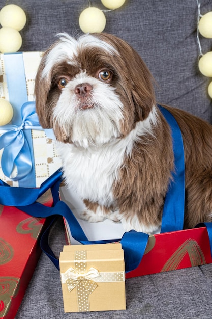 Foto shih tzu de 9 meses bajo una cinta de lazo azul y sentado dentro de una caja de regalo abierta vertical