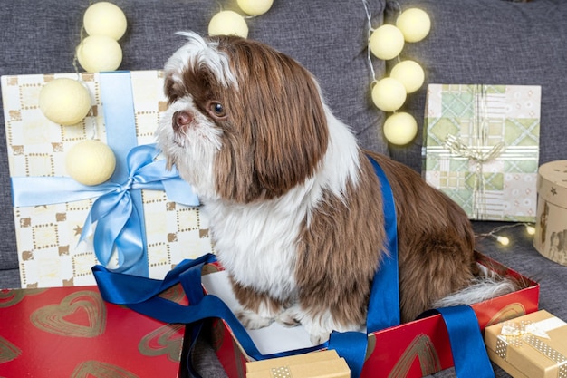 shih tzu de 9 meses bajo una cinta de lazo azul y sentado dentro de una caja de regalo vista lateral