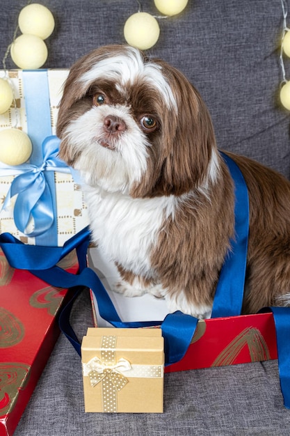 Foto shih tzu de 9 meses inclinando la cabeza y sentado dentro de una caja de regalo abierta