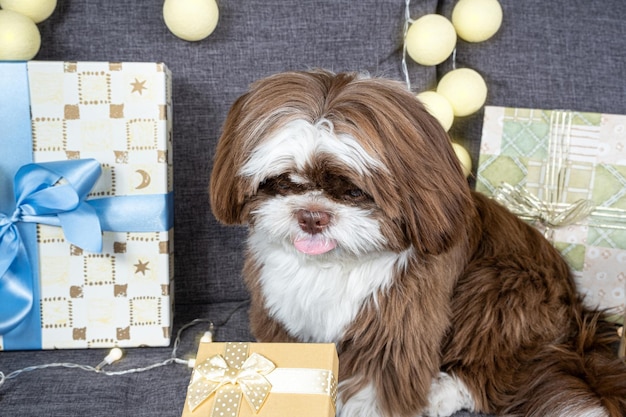 shih tzu de 9 meses con la lengua afuera y mirando una caja de regalo con un lazo dorado