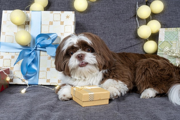 shih tzu de 9 meses con la lengua fuera y en el sofá con una caja de regalo dorada entre las patas