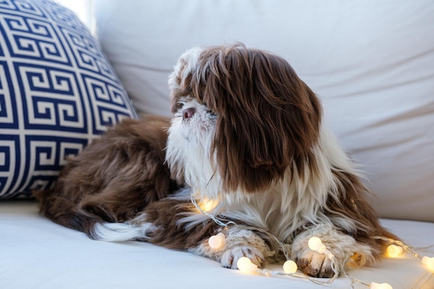 Shih tzu acostado en el sofá mirando hacia un lado y con pequeñas luces decorativas sobre él