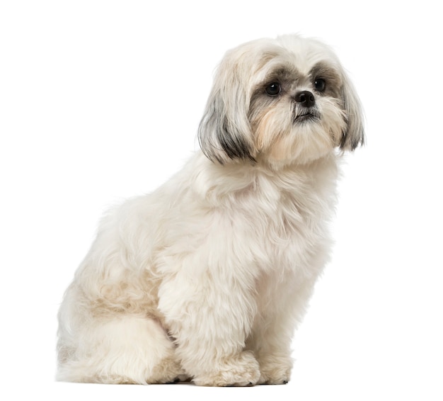 Shih Tzu aislado en blanco