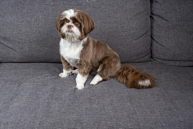 Shih tzu de un año sentado en el sofá y mirando fijamente