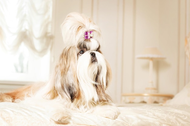 Shih Tzu con cabello largo en un hermoso interior clásico