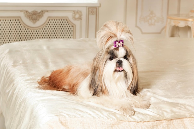 Shih Tzu con cabello largo en un hermoso interior clásico