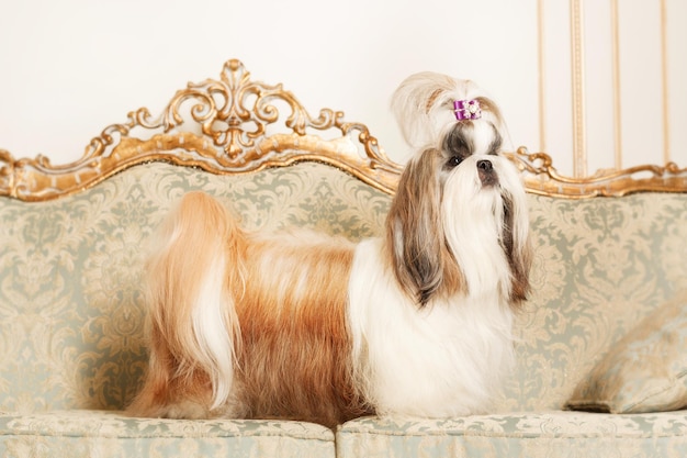 Shih Tzu con cabello largo en un hermoso interior clásico