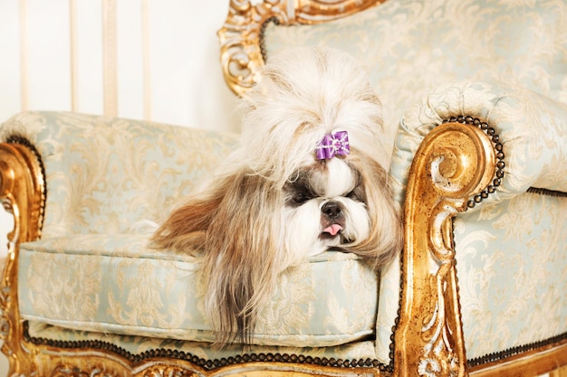 Shih Tzu con cabello largo en un hermoso interior clásico