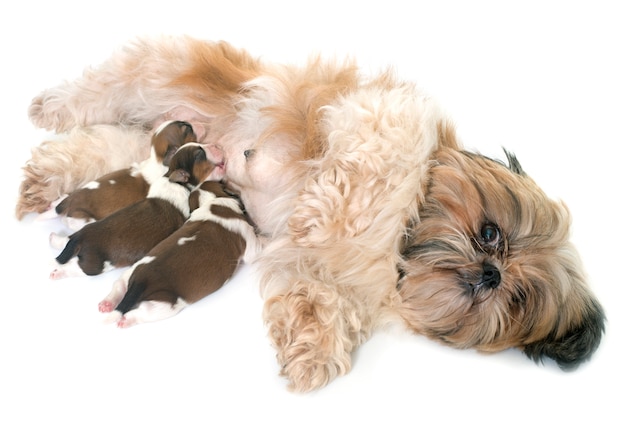 Shih tzu cachorro e filhotes