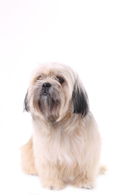 Shih tzu cachorro isolado em um fundo branco