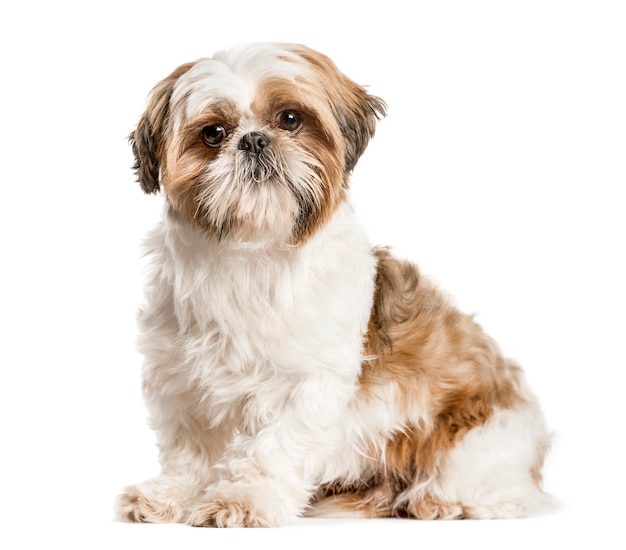 Shih Tzu, cachorro sentado e olhando para a câmera, isolado no branco