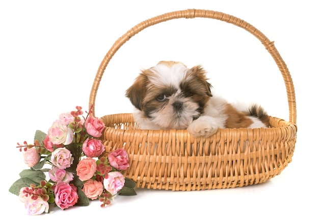 shih tzu cachorro