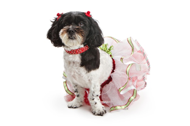 Shih Tzu Caniche Perro de raza mixta en traje de Navidad