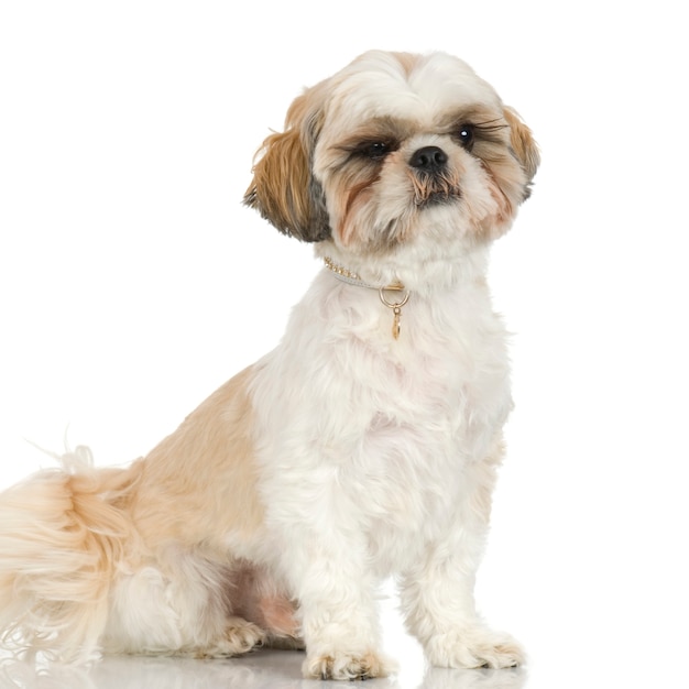 Shih Tzu com 2 anos. Retrato de cachorro isolado