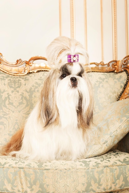 Shih Tzu com cabelo comprido em um belo interior clássico