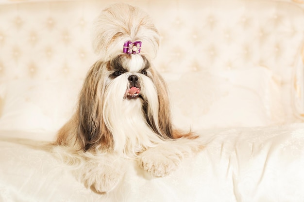 Shih Tzu com cabelo comprido em um belo interior clássico