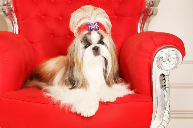 Shih Tzu com cabelo comprido em um belo interior clássico