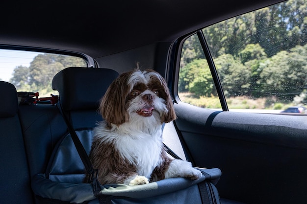 Shih tzu de 1 ano viajando de carro no assento de segurança em um dia ensolarado