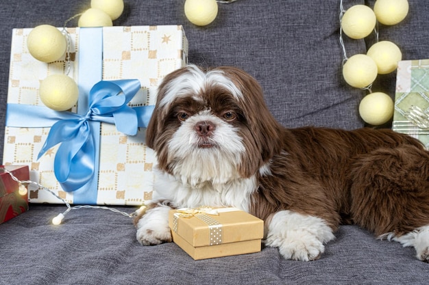 Shih tzu de 9 meses deitado no sofá com uma caixa de presente dourada entre as patas