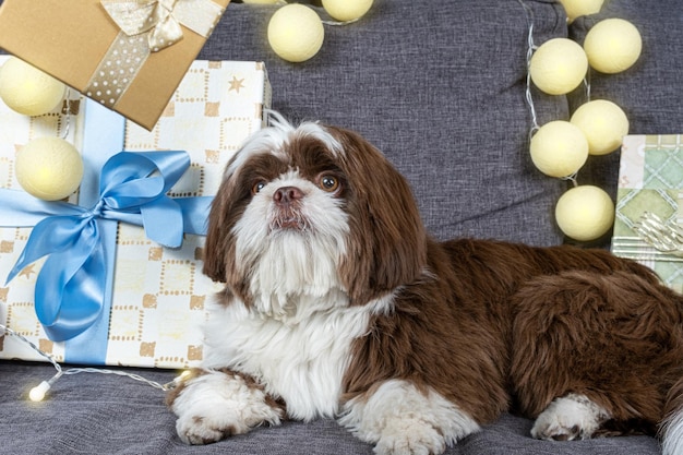 Shih tzu de 9 meses no sofá e olhando para uma caixa de presente dourada com um laço