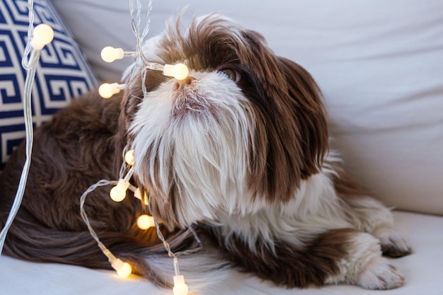 Shih tzu deitado no sofá e cheirando uma pequena lâmpada