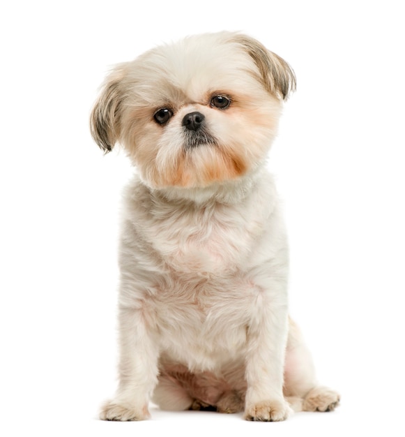 Shih Tzu delante de la pared blanca