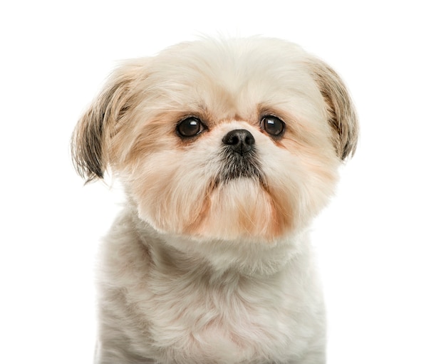 Shih Tzu delante de la pared blanca