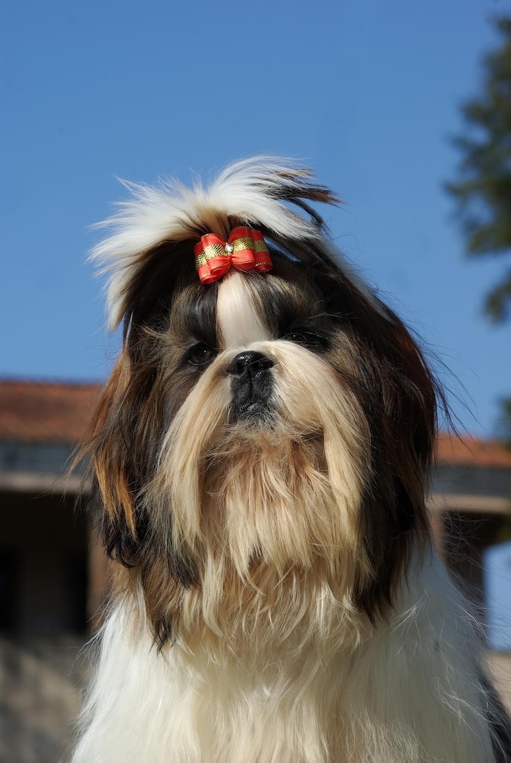 Foto shih tzu dog