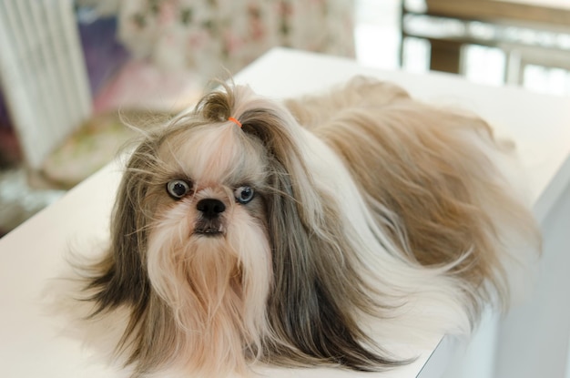 Shih Tzu Dog