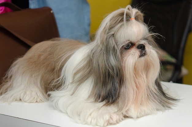 Shih Tzu Dog