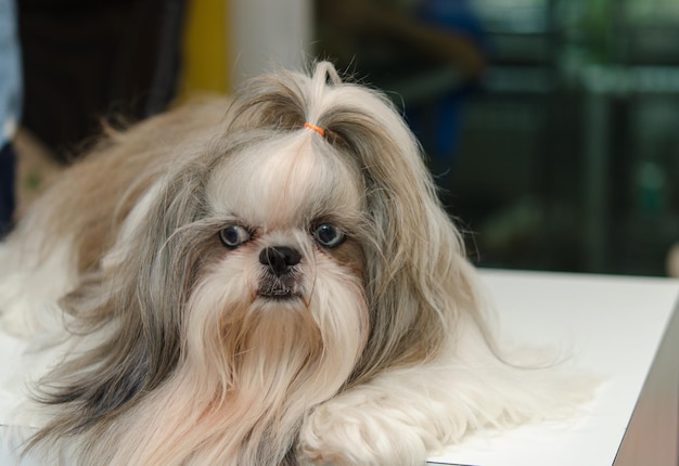 Shih Tzu Dog