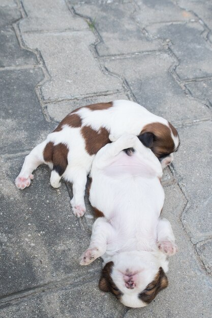 Shih Tzu, duas semanas de idade, cachorros bonitos dormem no chão.