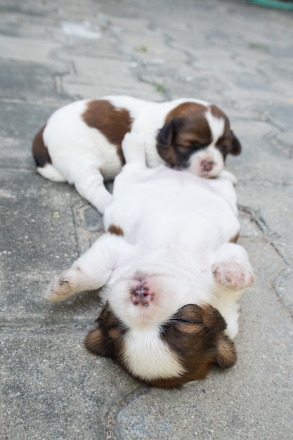 Shih Tzu, duas semanas de idade, cachorros bonitos dormem no chão.