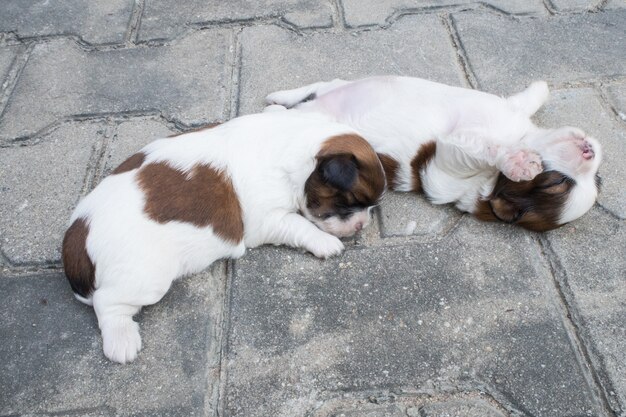 Shih Tzu, duas semanas de idade, cachorros bonitos dormem no chão.