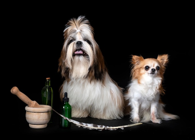 Shih tzu e chihuahua em estúdio