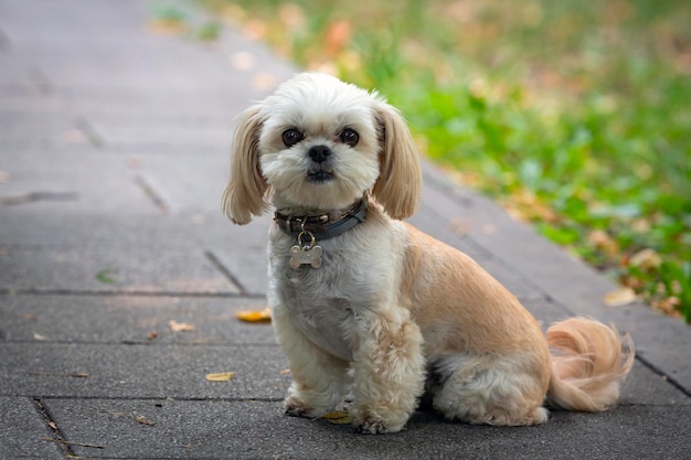 Shih Tzu - eine Rasse von Spielzeughunden, Spaziergang im Park ...