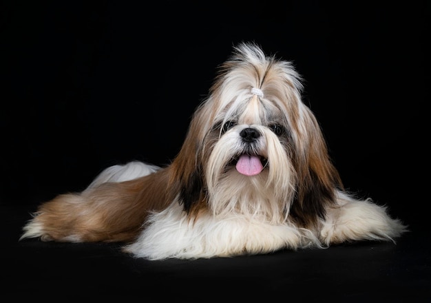 Foto shih tzu em estúdio