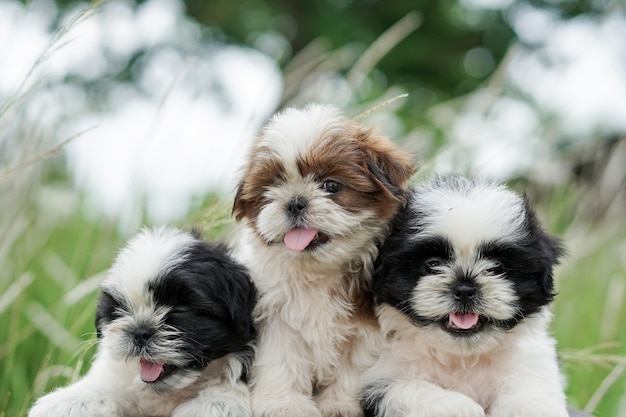 Foto shih tzu filhote de cachorro outdor