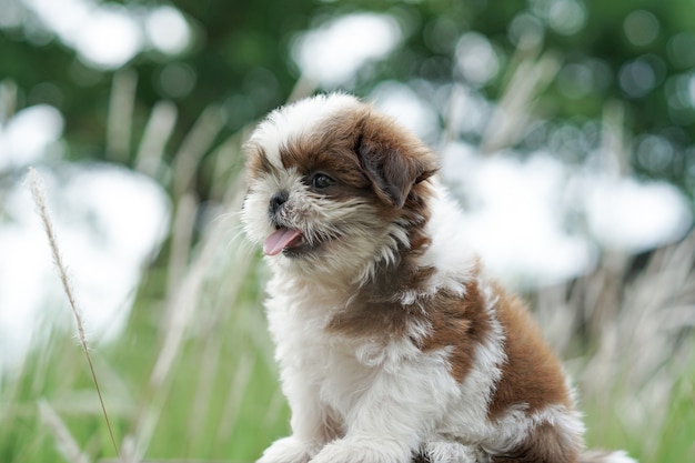 Foto shih tzu filhote de cachorro outdor