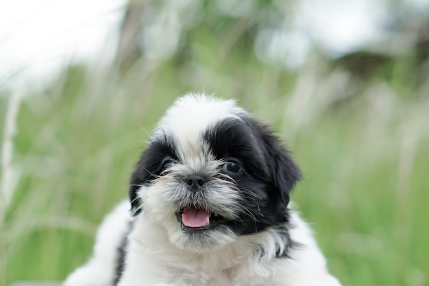 shih tzu filhote de cachorro outdor