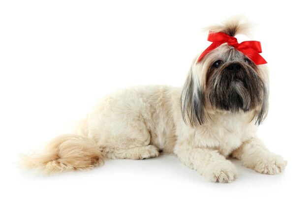 Shih Tzu fofo isolado no branco