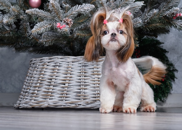 Shih Tzu Hund mit kurzen Haaren nach der Pflege der Profilansicht.