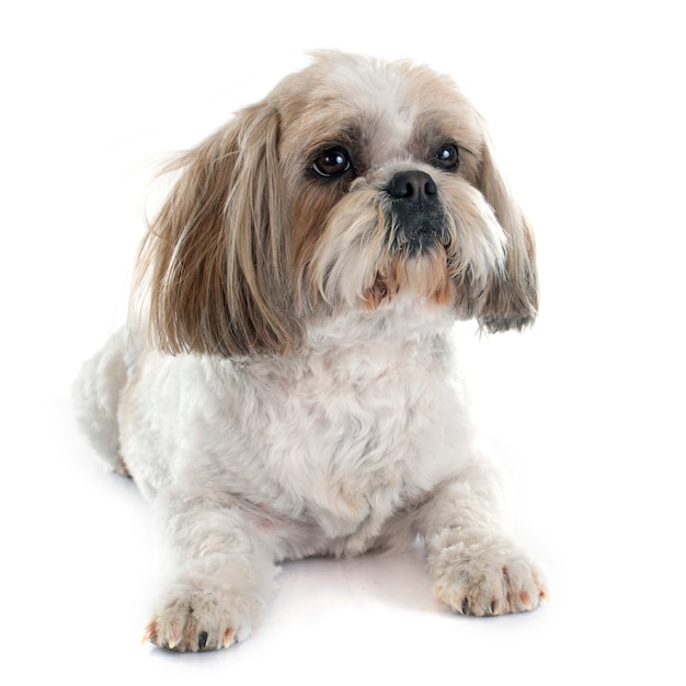 Shih Tzu Hund