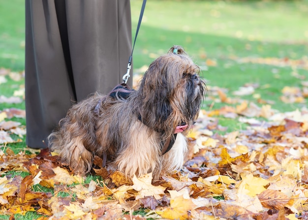 Shih-tzu im Gras im Herbst