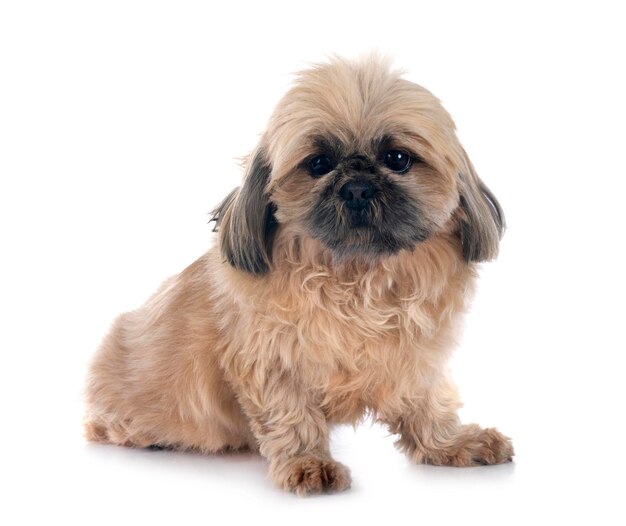 Shih Tzu im Studio