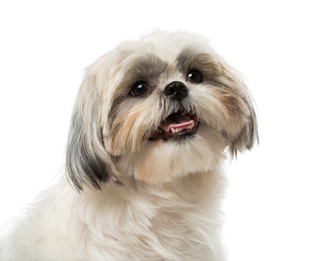 Shih tzu isolado no branco