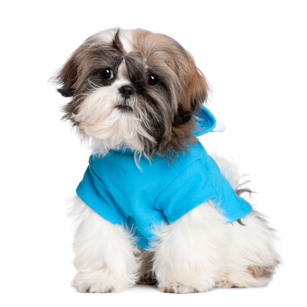 Shih Tzu mit Kleidern