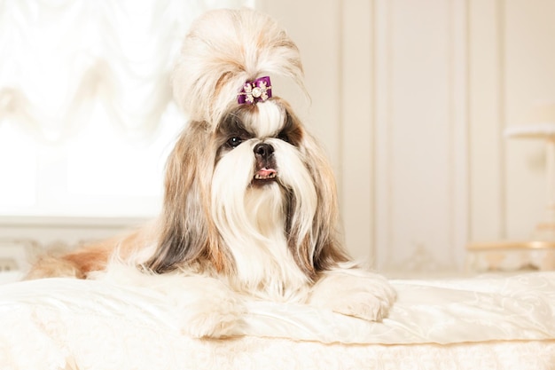 Shih Tzu mit langen Haaren in einem wunderschönen klassischen Interieur