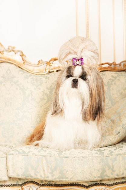 Shih Tzu mit langen Haaren in einem wunderschönen klassischen Interieur